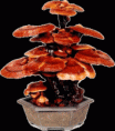 /album/lo%c3%afcandral-organogold/reishi-gif/
