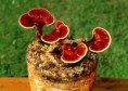/album/lo%c3%afcandral-organogold/reishi-kit-1-jpg/